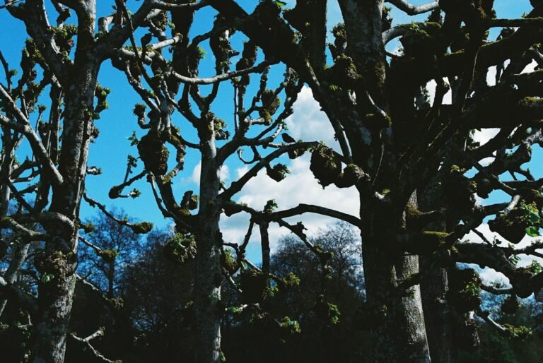 Arbres sans feuilles en hiver, la saison qui dit quand élaguer un arbre