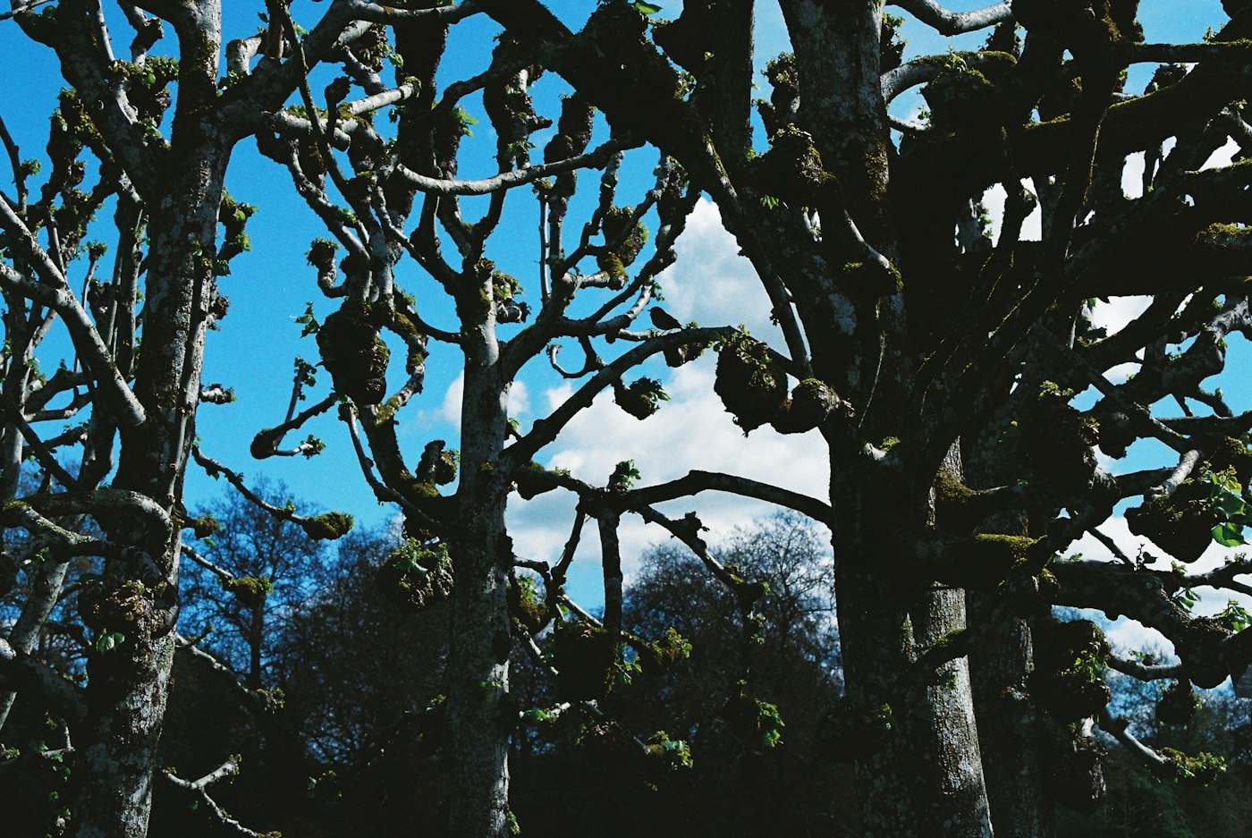 Arbres sans feuilles en hiver, la saison qui dit quand élaguer un arbre