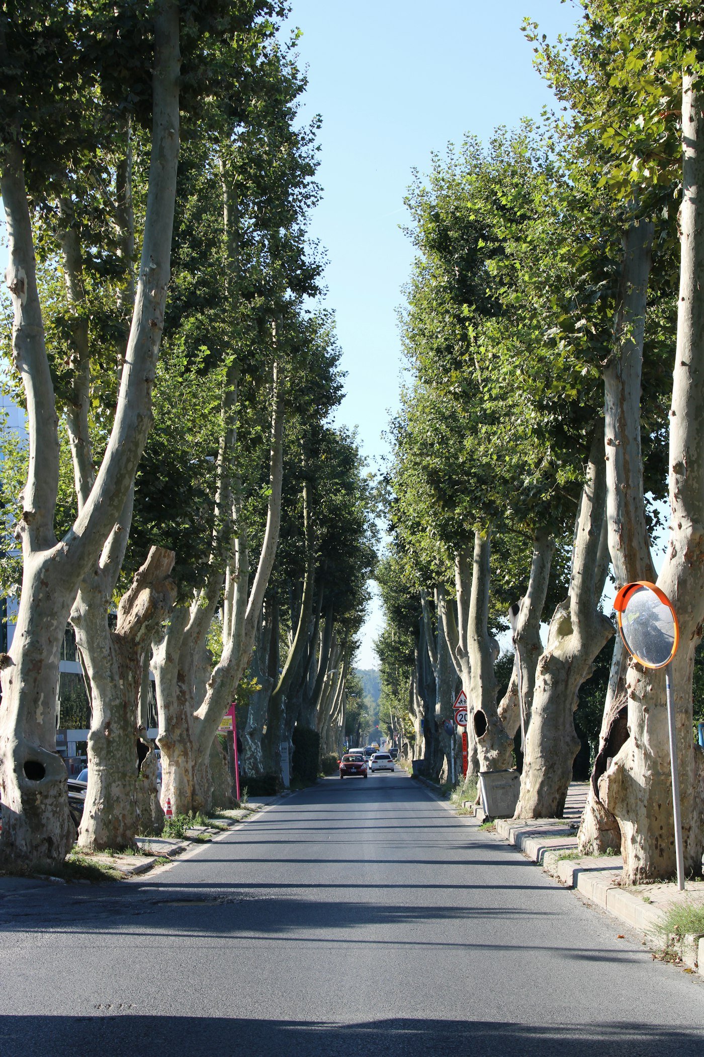 Allée de platanes matures bordant une route de campagne