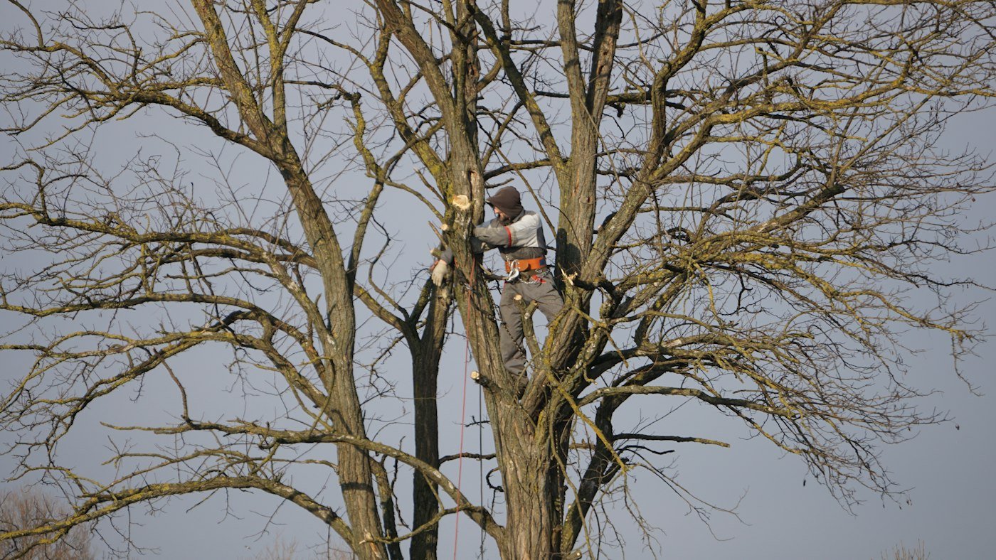 Arboriste en harnais progressant dans la charpente d’un grand feuillu