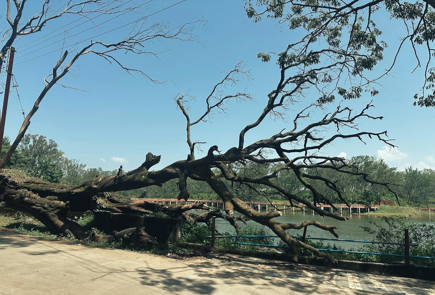 Grand arbre tombé en travers d’une route après un coup de vent, dégagement assuré par notre élagueur à Carmaux