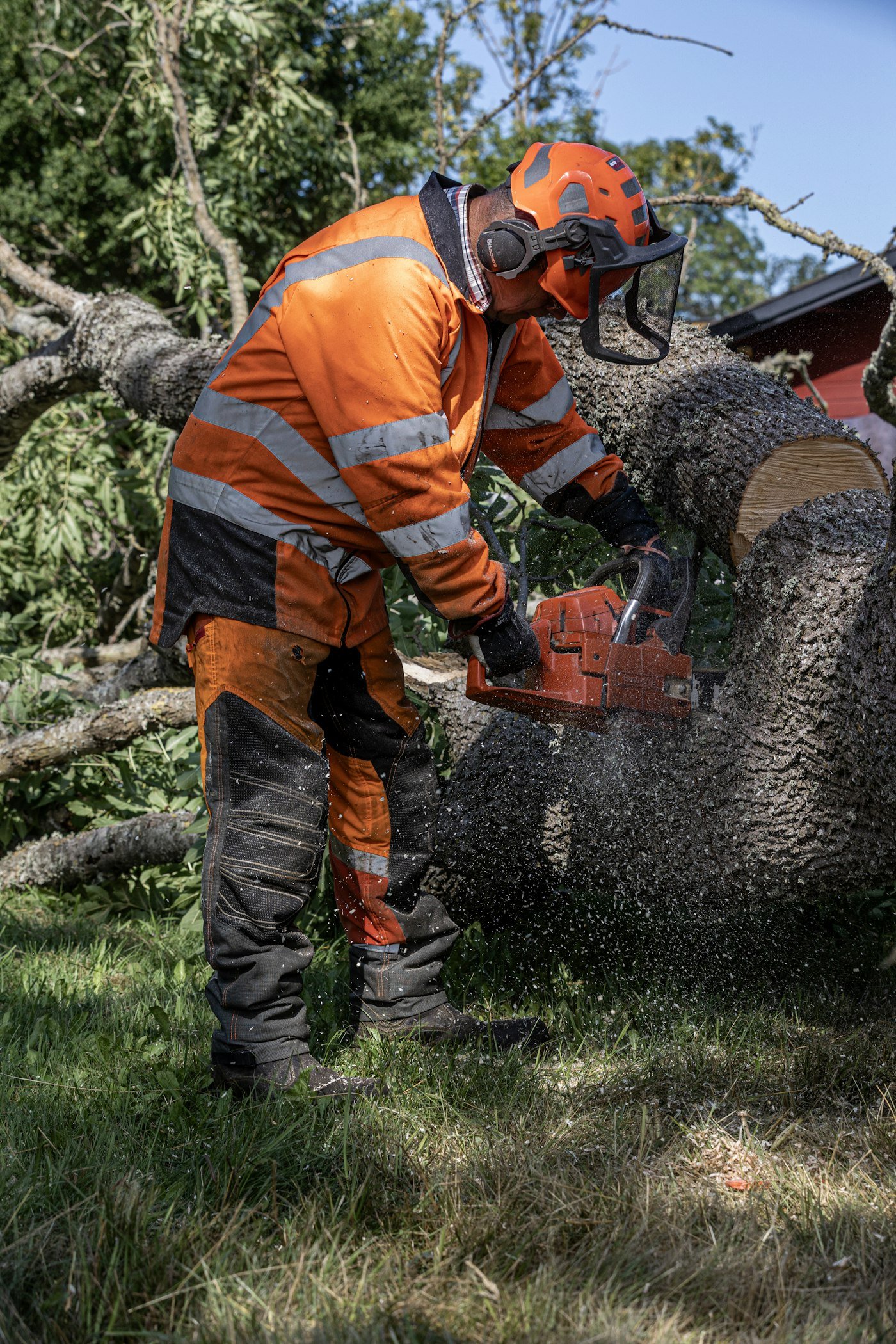 Deux bûcherons en tenue de protection abattant un arbre à la tronçonneuse