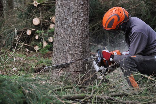 Coupe d’un résineux au ras du sol dans un sous-bois encombré