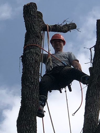 Élagueur assis dans la fourche d’un arbre étêté, encordé