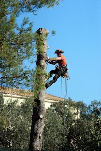 Élagueur grimpeur encordé en haut d’un pin