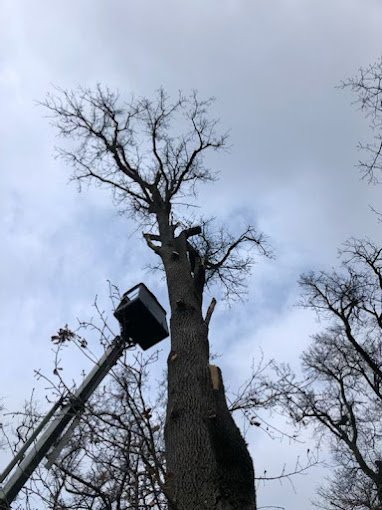 Tronc en cours d’étêtage, vu depuis le sol, nacelle déployée