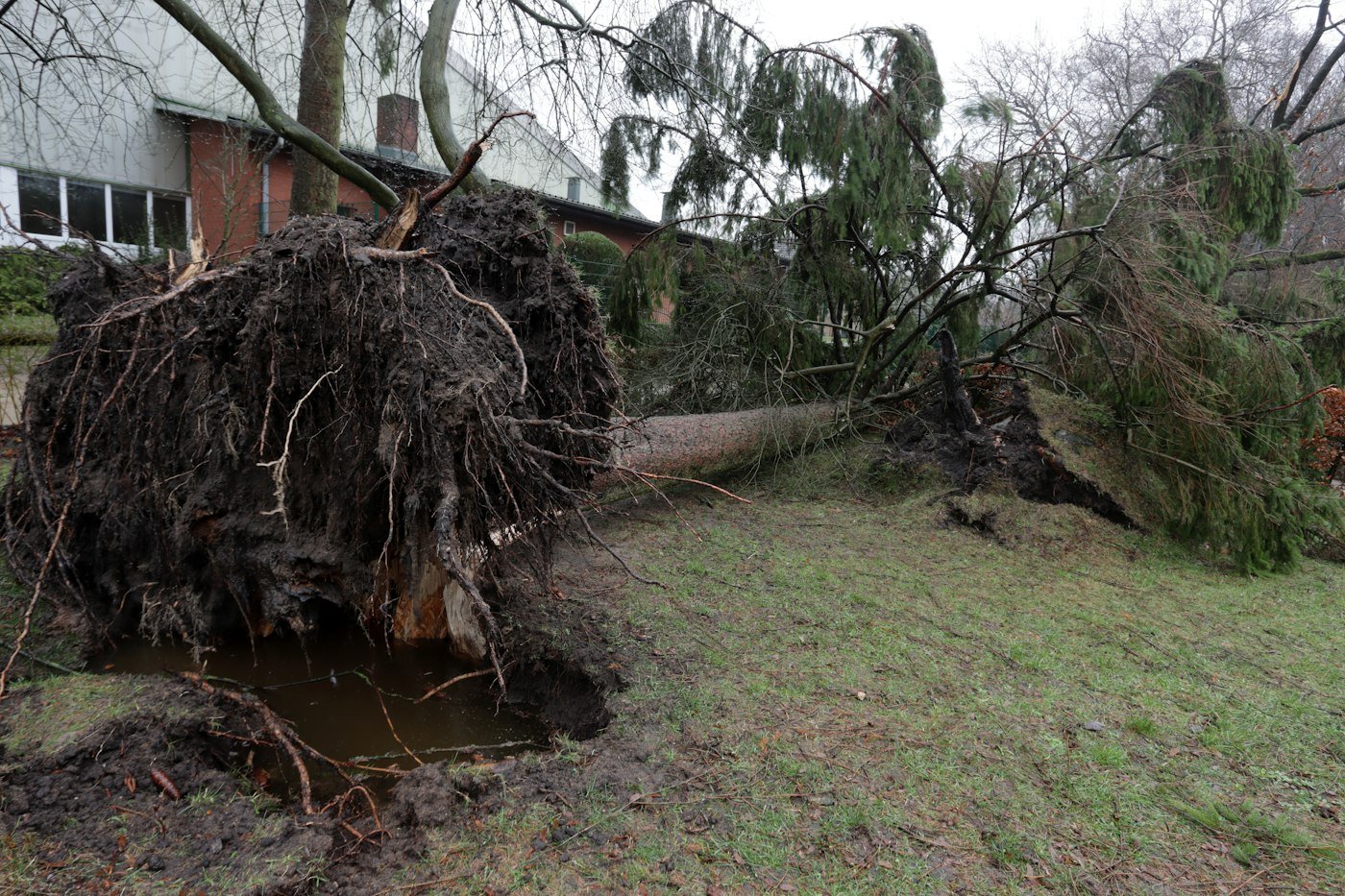 Grand arbre déraciné tombé dans une cour, motte de racines soulevée, type d’urgence traitée par notre élagueur à Castres