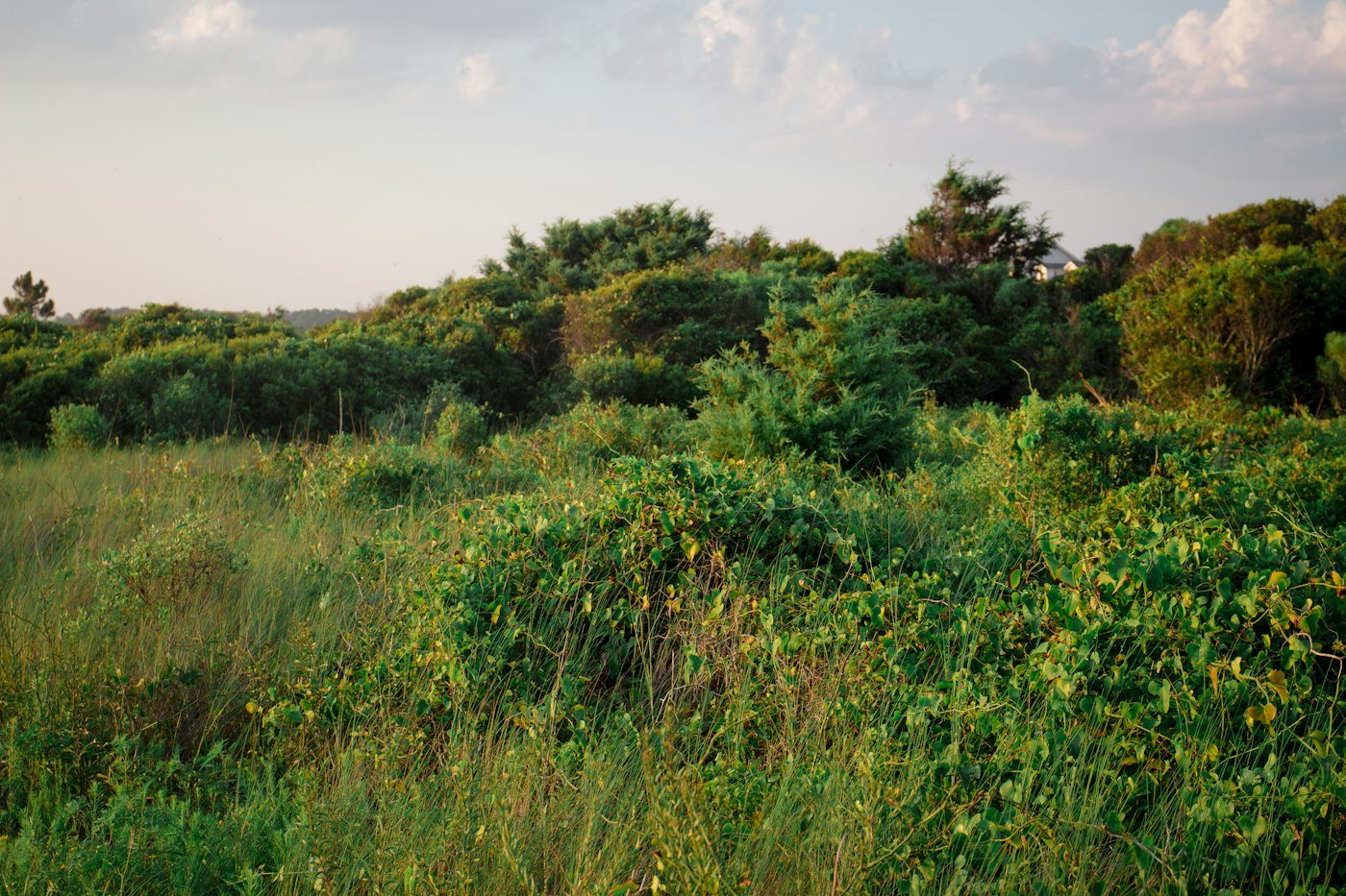 Parcelle en herbes hautes bordée d’arbres, terrain courant pour notre élagueur à Lautrec