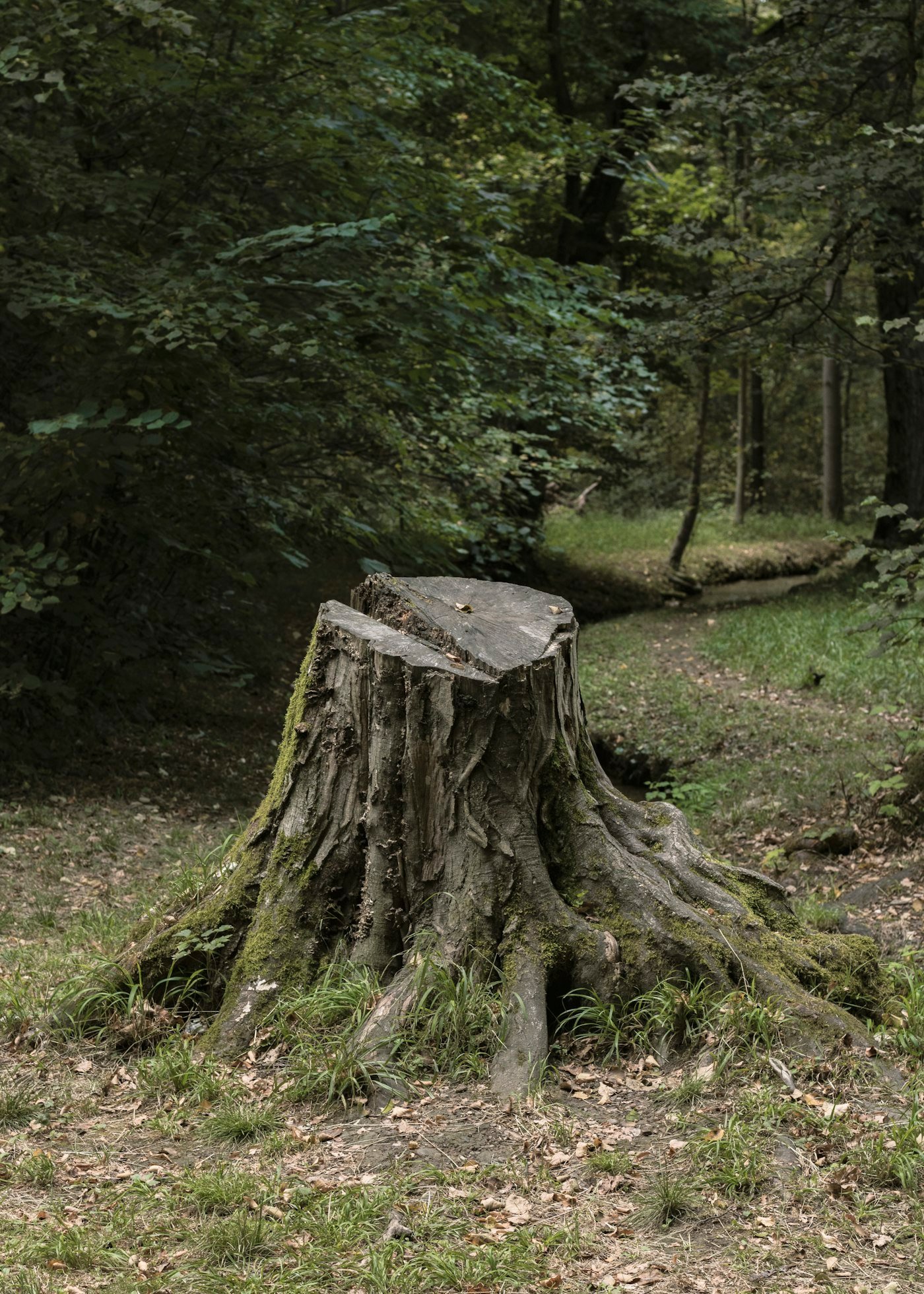 Souche fraîchement coupée en lisière de bois, prête à être rognée