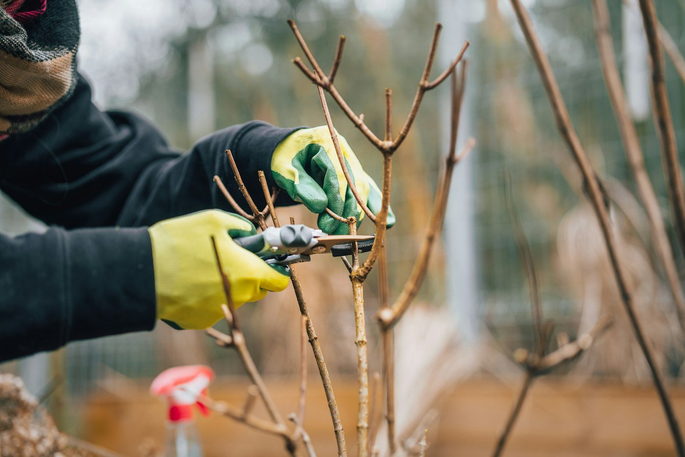 Taille d’une jeune branche au sécateur, coupe nette au-dessus d’un bourgeon