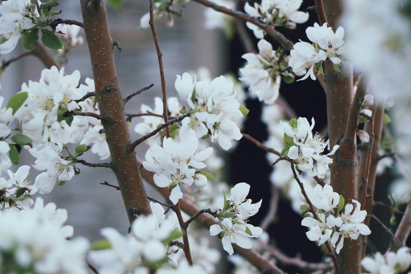 Branches de fruitier en fleurs au printemps, arbres entretenus par notre élagueur à Gaillac
