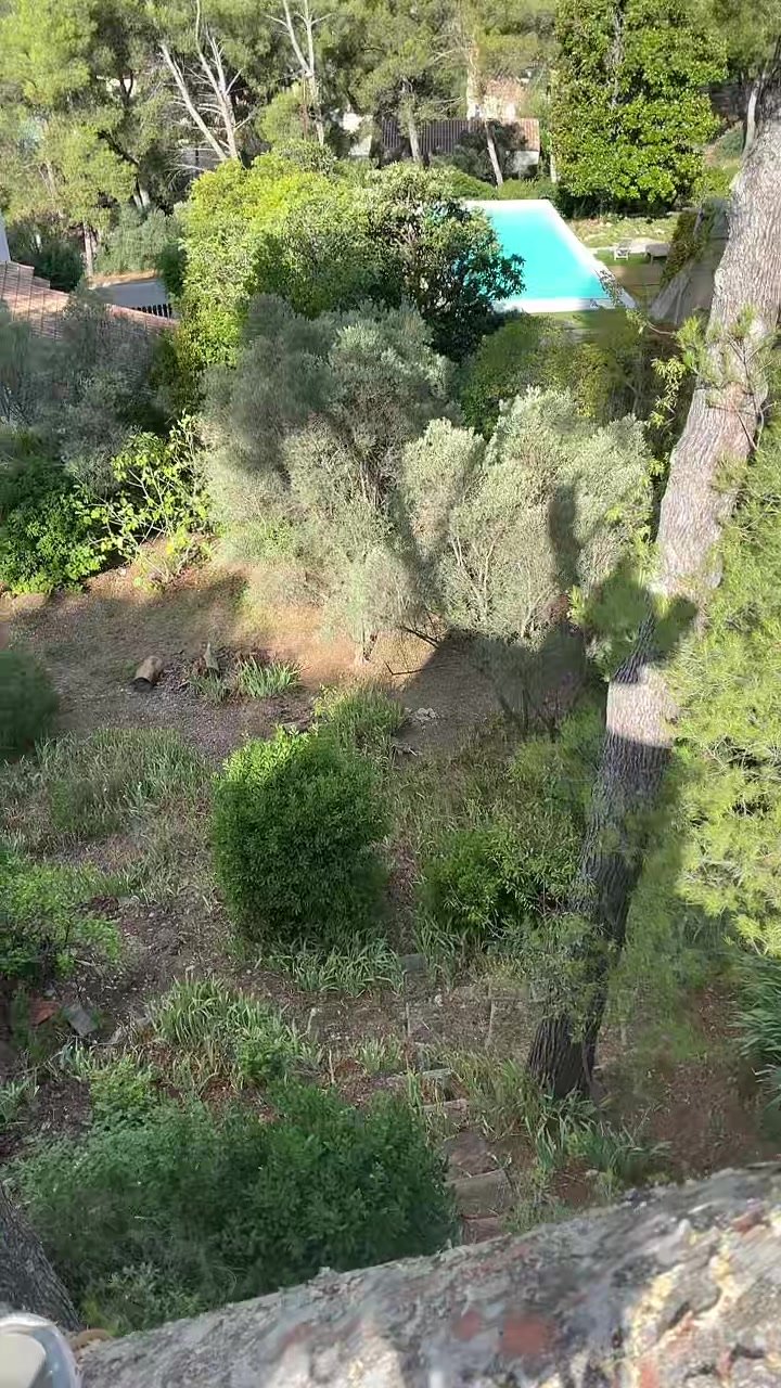 Vue prise depuis la cime d’un pin maritime, au-dessus d’un jardin et d’une piscine