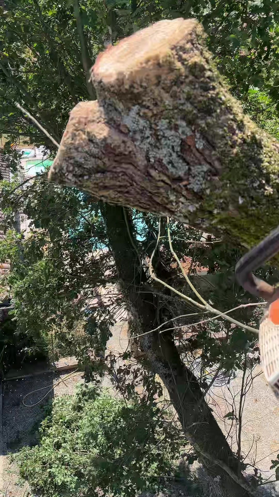Section de tronc de chêne retenue en l’air au-dessus du jardin